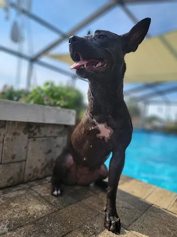 The real Daisy, a dark brindle dog with tall pointed ears, sitting in the sun beside a pool with her tongue out.